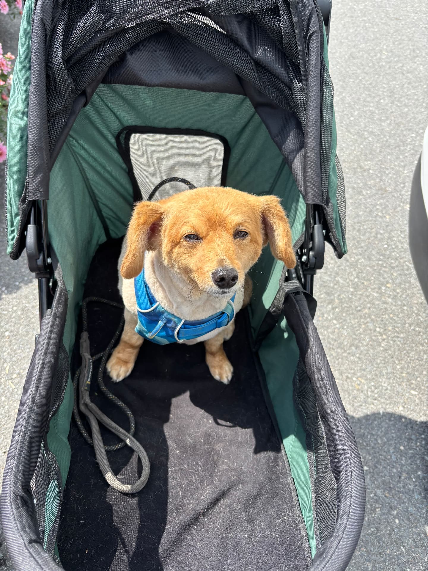 A small dog sitting in a pet stroller